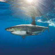 _Shark_
