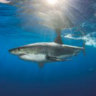 _Shark_